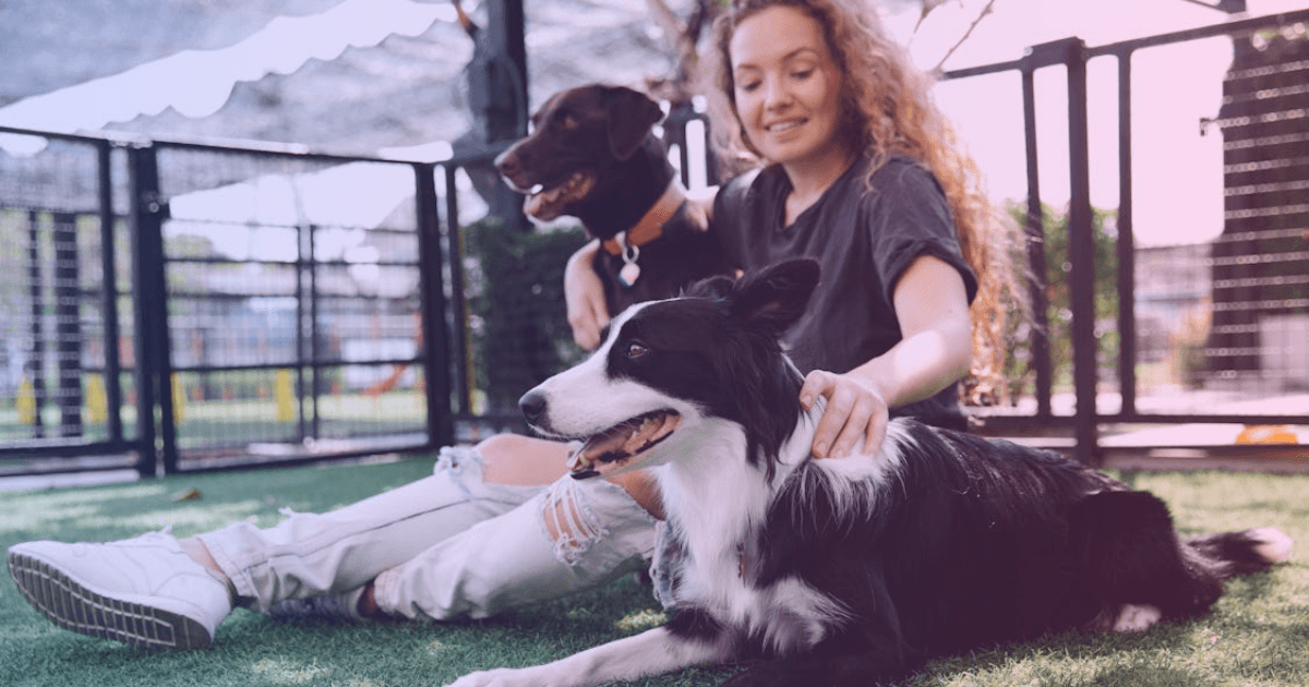 Dogs playing together in daycare facility