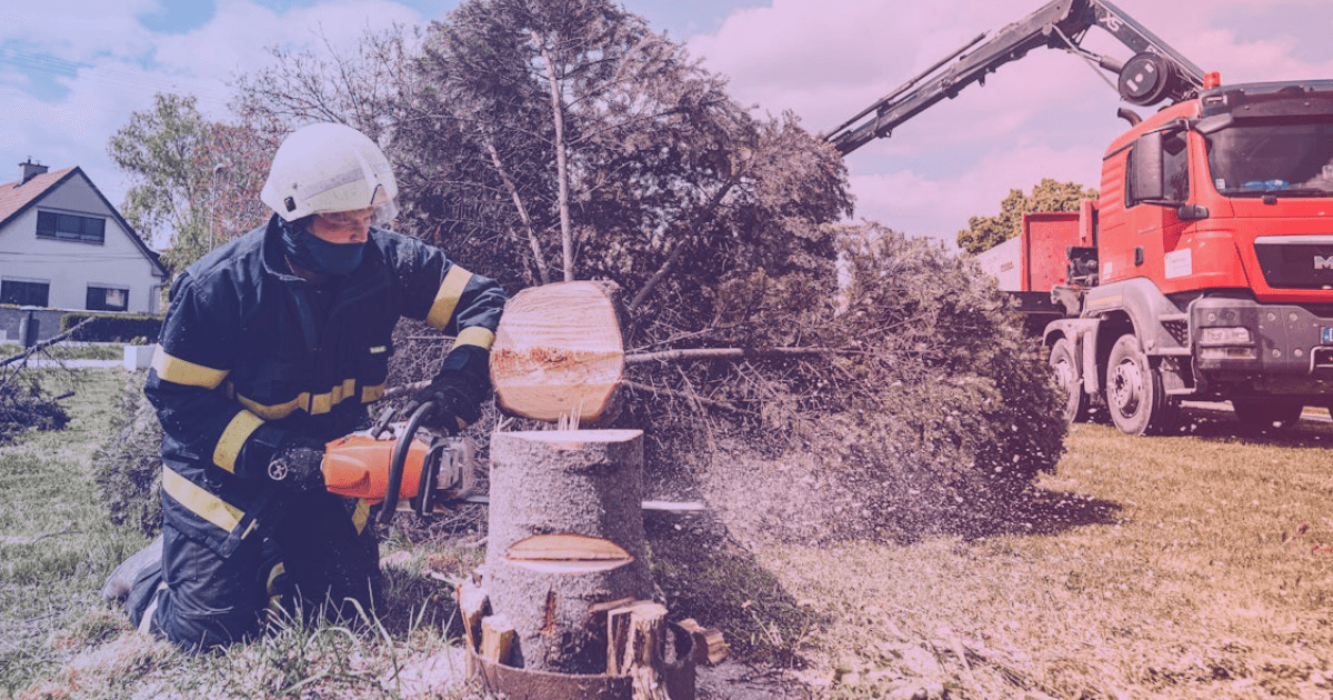 Tree service professional cutting and removing branches safely